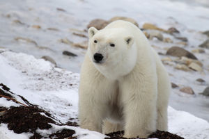The guide’s review of polar bear season 2015