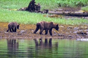 Grizzly Bear Adventure, June 7th 2014 by Les Stegenga