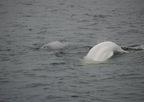 # Beluga Whale Tour 