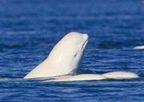 # Beluga Whale Tour 